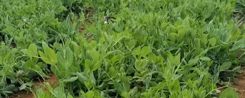 豌豆苗的种植方法，春季和秋季均可播种