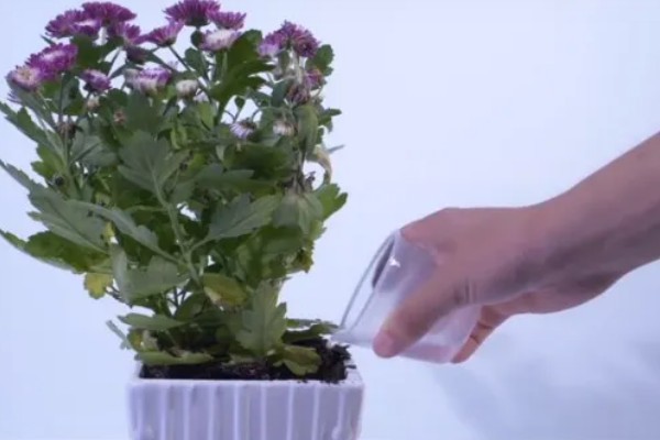 清明节菊花的花语,寓意怀念以及追悼