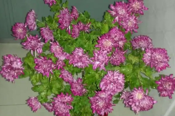 清明节菊花的花语,寓意怀念以及追悼