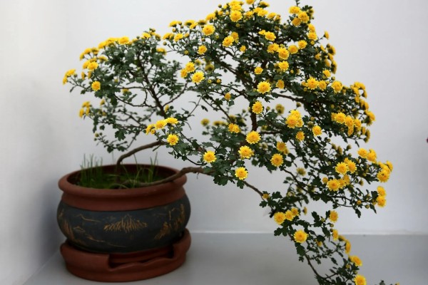 清明节菊花的花语,寓意怀念以及追悼