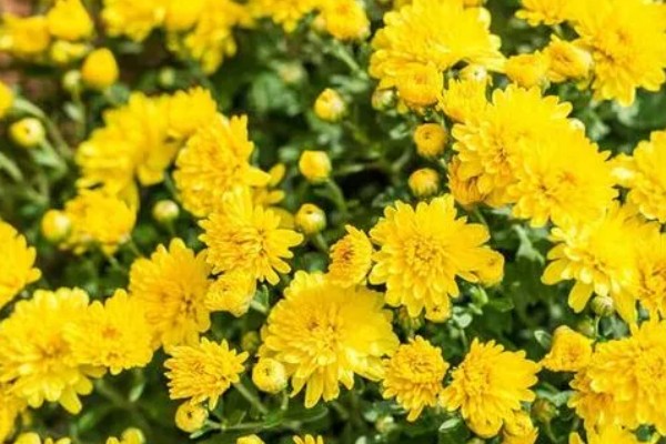 清明节菊花的花语,寓意怀念以及追悼