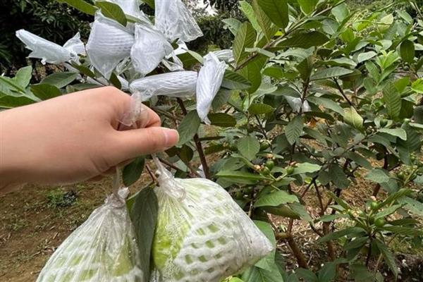 番石榴的套袋方法，在果实结果后一个月后进行