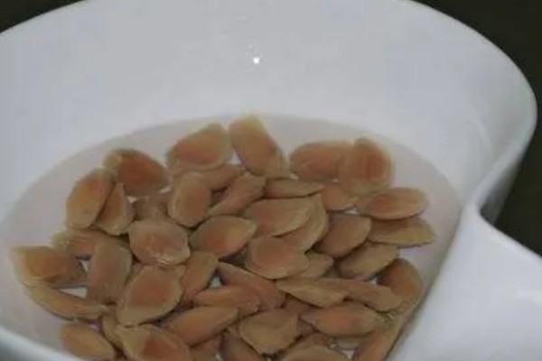 柚子籽的盆栽方式，播种前先在温水中浸泡3-5小时
