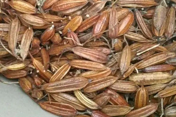 白芨种子如何挑选,选择正规平台和优质商家