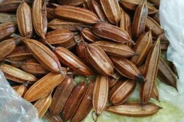 白芨种子如何挑选,选择正规平台和优质商家