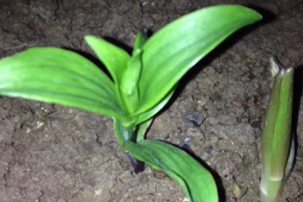 白芨种子如何挑选,选择正规平台和优质商家