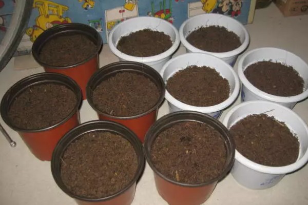 白芨种子如何挑选,选择正规平台和优质商家