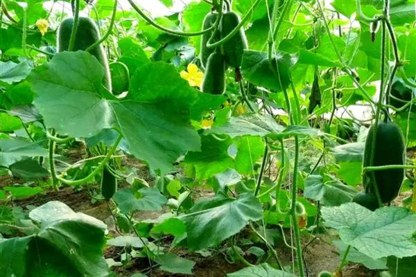 冬瓜是几月的时令蔬菜,属于夏秋季节的时令菜