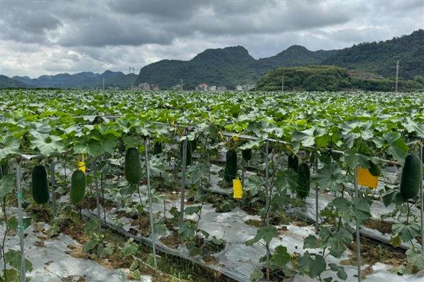 冬瓜是几月的时令蔬菜,属于夏秋季节的时令菜