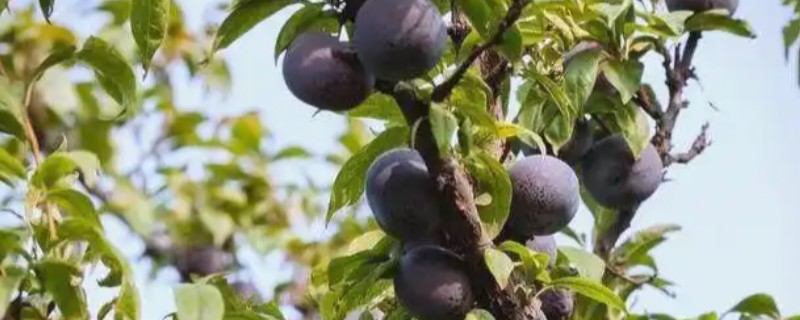 黑布林怎么种植，生长期间应薄肥勤施