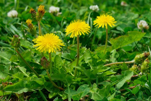 蒲公英的种植时间,3-5月份、8-10月份左右均可种植