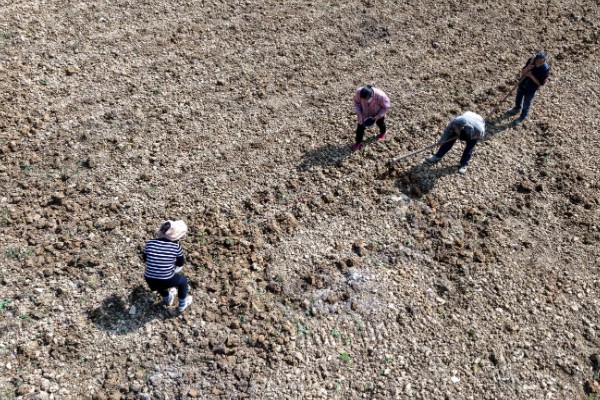 蒲公英的种植时间,3-5月份、8-10月份左右均可种植