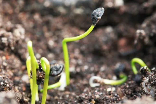 蒲公英的种植时间,3-5月份、8-10月份左右均可种植