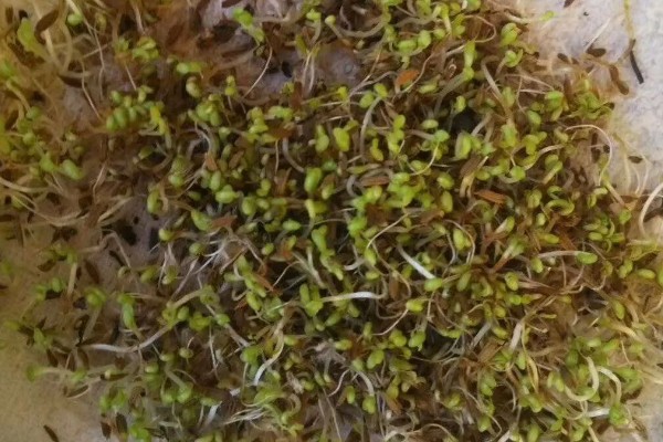蒲公英的种植时间,3-5月份、8-10月份左右均可种植