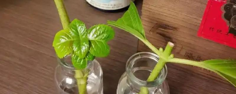 怎么养剪下的绣球花，花枝底部斜剪45°
