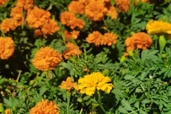 孔雀草花有哪几种颜色,有橙红色、金黄色等