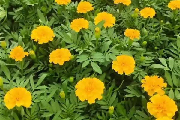 孔雀草花有哪几种颜色,有橙红色、金黄色等