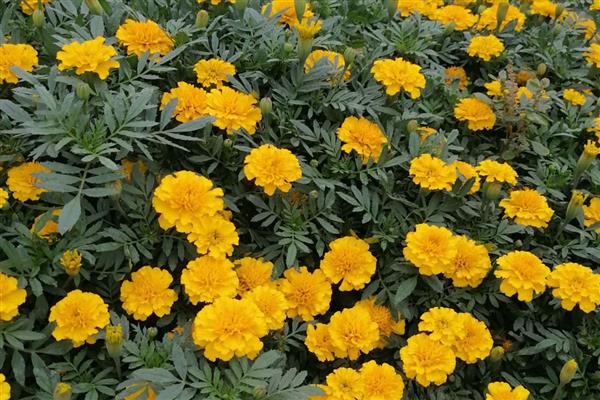 孔雀草花有哪几种颜色,有橙红色、金黄色等