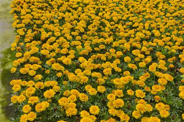 孔雀草花有哪几种颜色,有橙红色、金黄色等