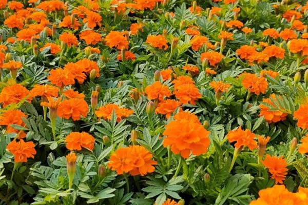孔雀草花有哪几种颜色,有橙红色、金黄色等