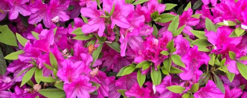 杜鹃的浇水方法，春秋季节每隔3-4天浇一次