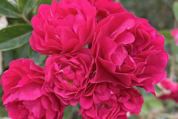 红木香花如何修剪，生长期需要定期修剪