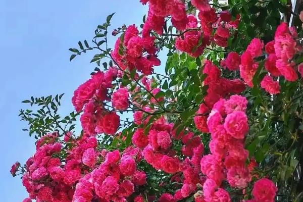红木香花如何修剪，生长期需要定期修剪