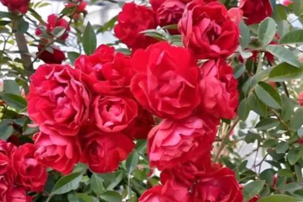 红木香花如何修剪，生长期需要定期修剪