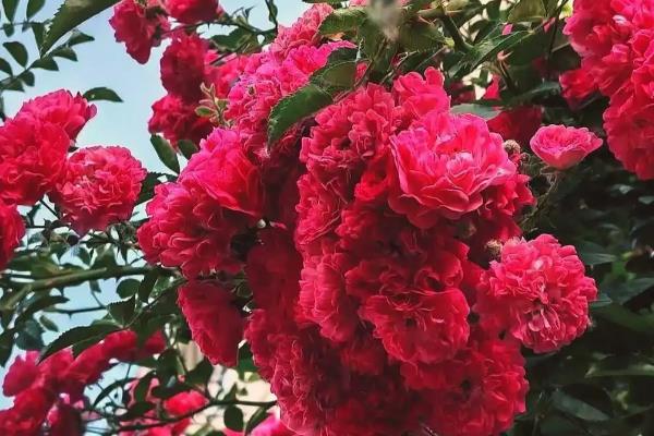 红木香花如何修剪，生长期需要定期修剪