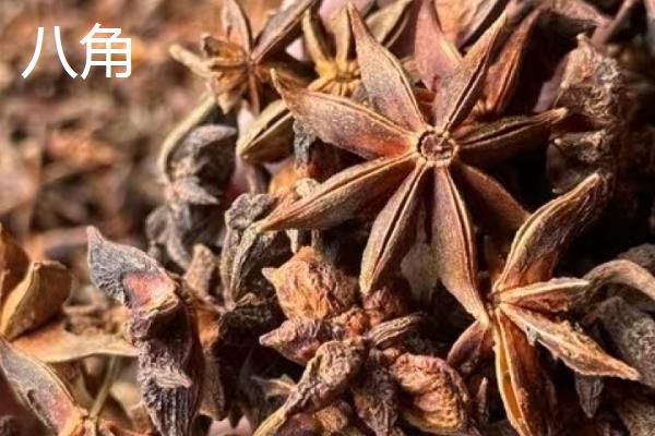 真假八角的区别,角数、角尖、气味等方面不同