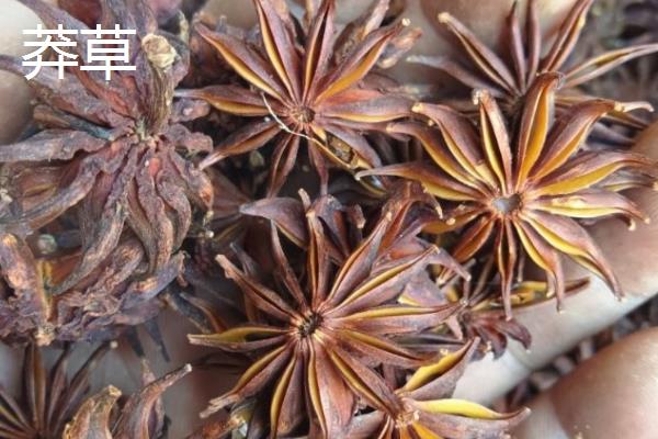 真假八角的区别,角数、角尖、气味等方面不同
