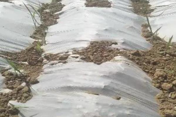地膜覆盖灼伤蔬菜的原因,可能是地膜封口不严