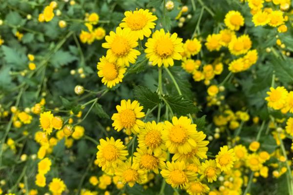 野菊花采摘花全开还是半开的,采摘半开的