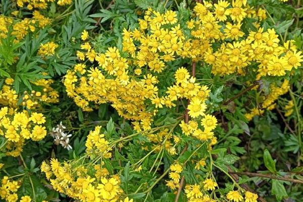 野菊花采摘花全开还是半开的,采摘半开的
