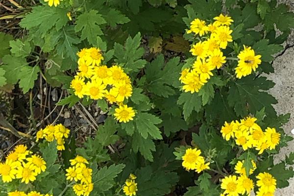 野菊花采摘花全开还是半开的,采摘半开的