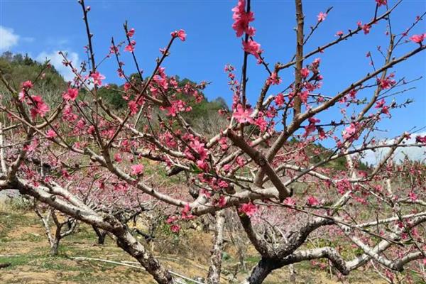 桃花春季养殖方法，整个春季浇水3次左右