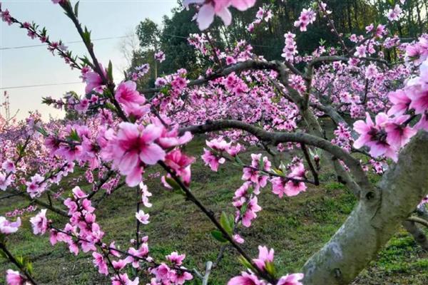 桃花春季养殖方法，整个春季浇水3次左右