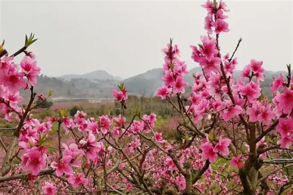 桃花春季养殖方法，整个春季浇水3次左右