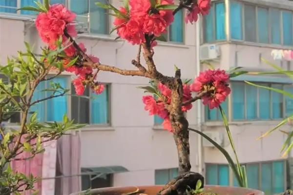 桃花春季养殖方法，整个春季浇水3次左右