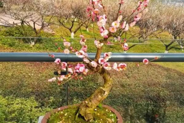 桃花春季养殖方法，整个春季浇水3次左右