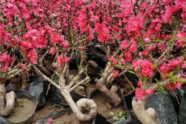 桃花春季养殖方法，整个春季浇水3次左右