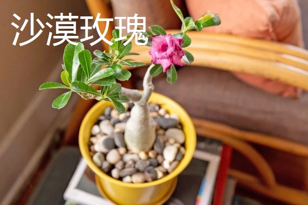 耐干旱的花草植物有哪些，有沙漠玫瑰、太阳花等