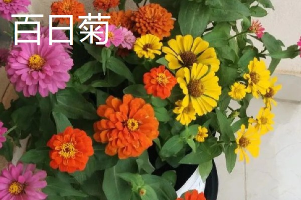 耐干旱的花草植物有哪些，有沙漠玫瑰、太阳花等