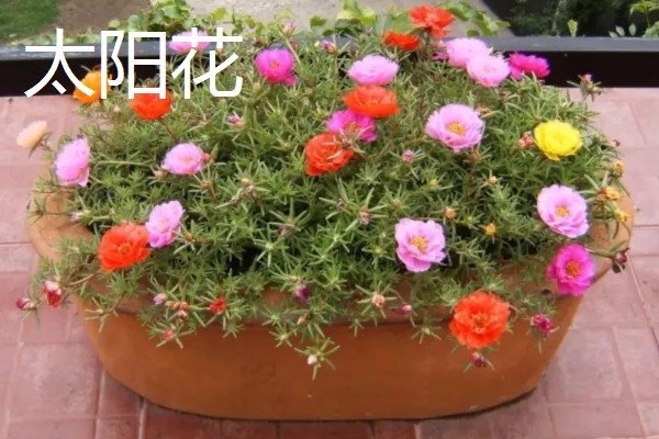 耐干旱的花草植物有哪些，有沙漠玫瑰、太阳花等