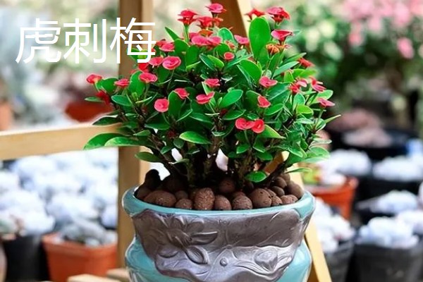 耐干旱的花草植物有哪些，有沙漠玫瑰、太阳花等