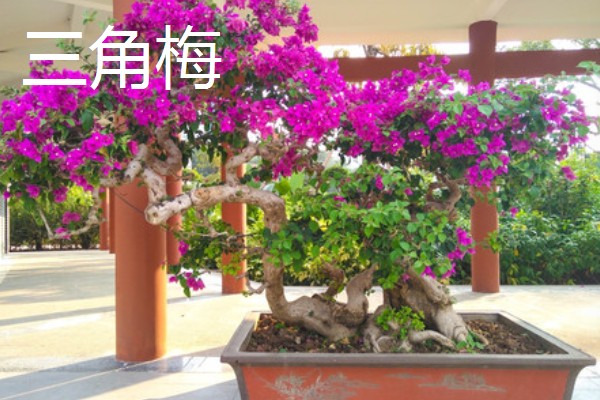 耐干旱的花草植物有哪些，有沙漠玫瑰、太阳花等