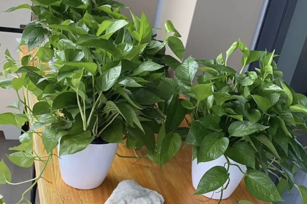 耐干旱的花草植物有哪些，有沙漠玫瑰、太阳花等