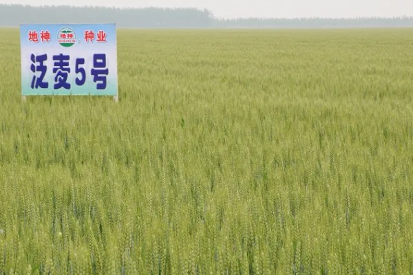 泛麦5号小麦品种简介,为半冬性品种