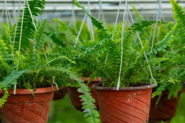 耐干旱的花草植物有哪些，有沙漠玫瑰、太阳花等
