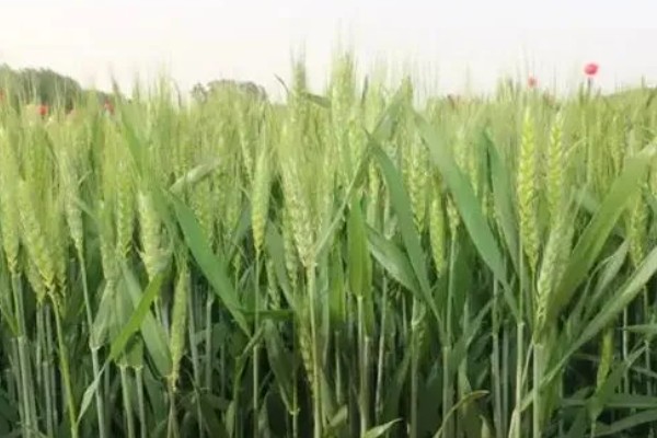 泛麦5号小麦品种简介,为半冬性品种